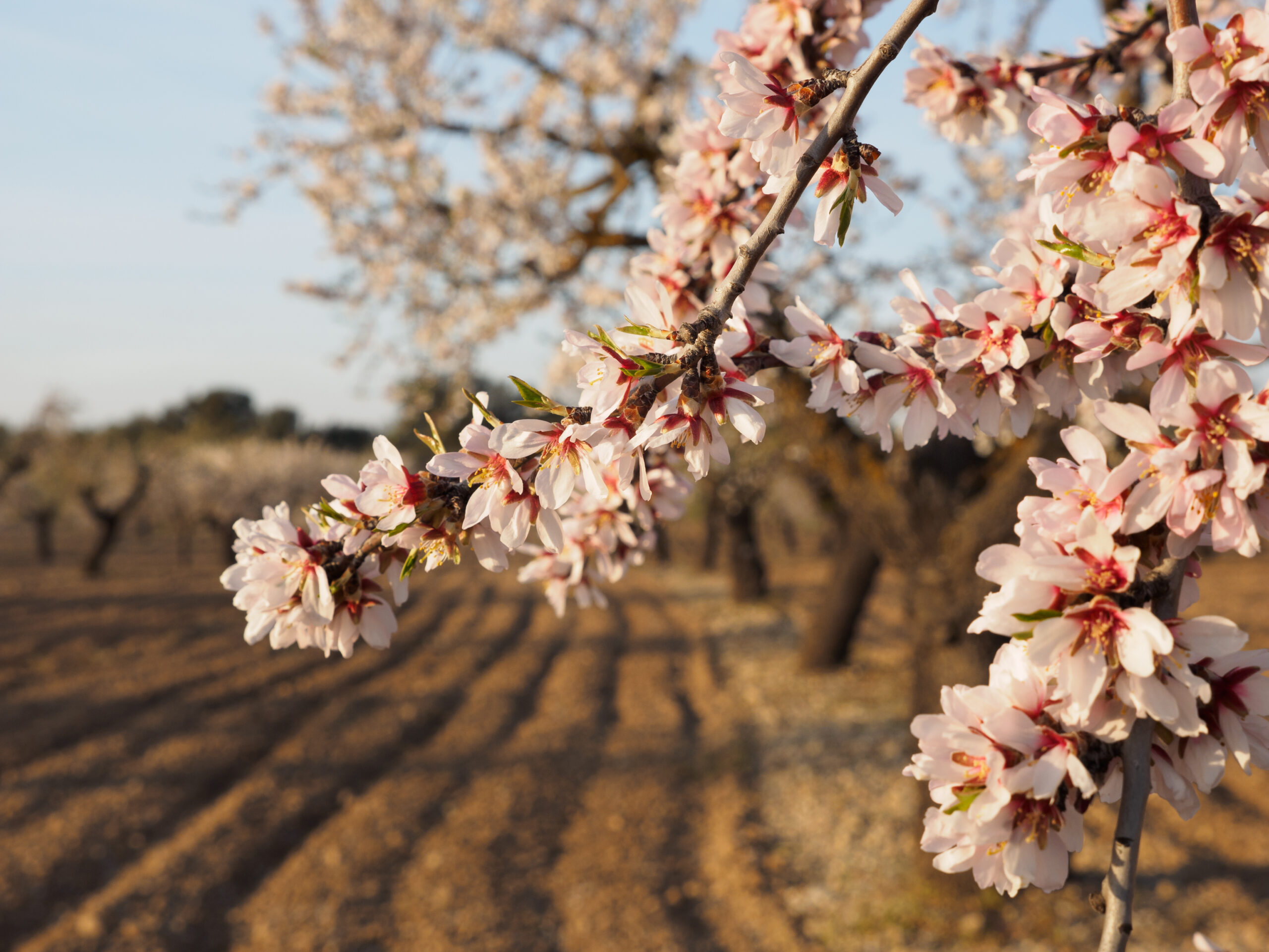 Beautiful spring floral background, blossoming almond branches, bokeh, blur, background and texture, image with retro toning