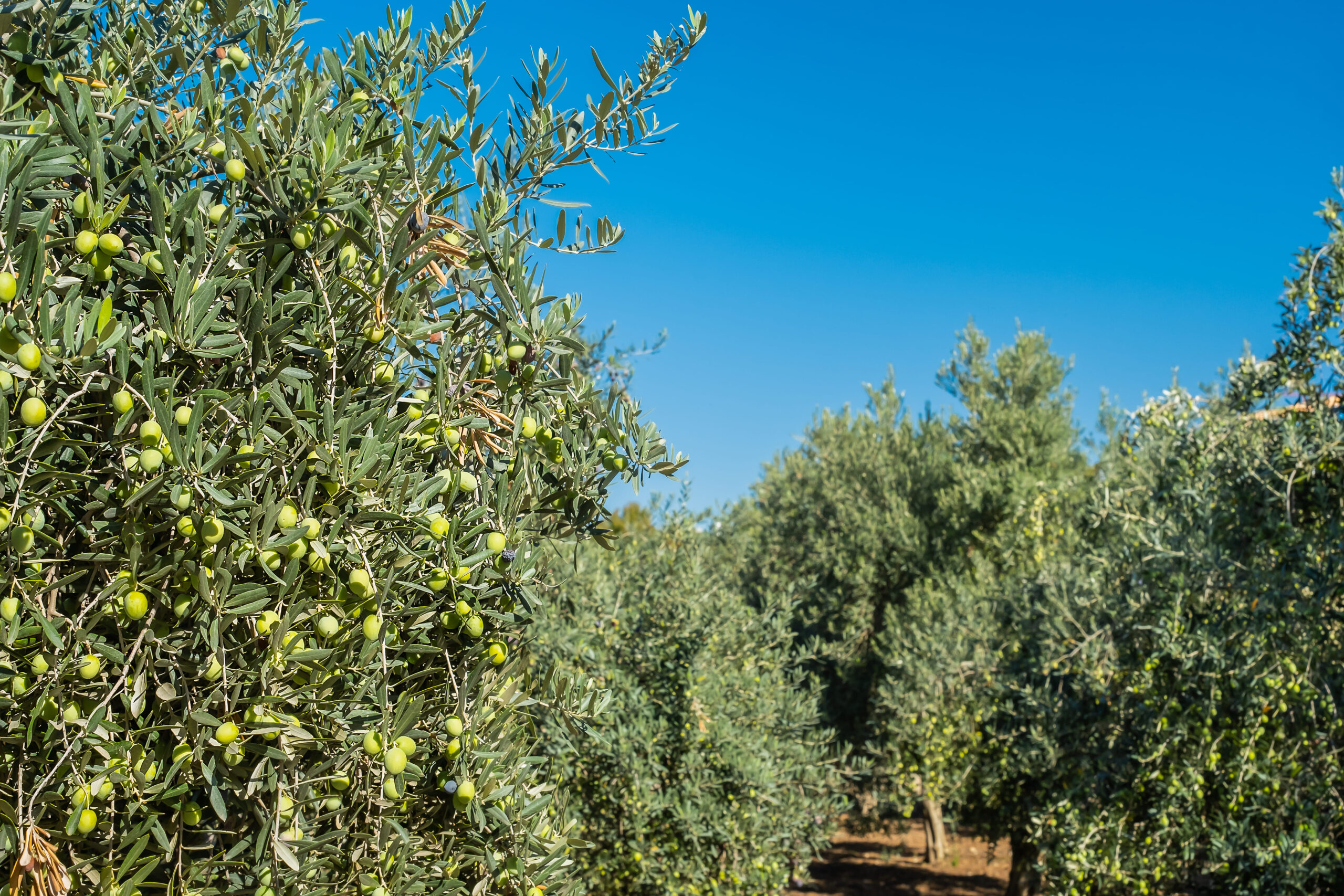 Cultivo Olivar superintensivo