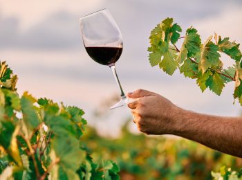 A vertical shot of a person holding a glass of wine in the vineyard under the sunlight